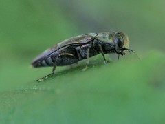 Agrilus lecontei