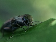 Agrilus lecontei