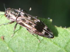 Agrilus lecontei