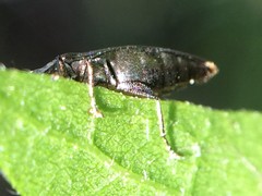 Agrilus lecontei