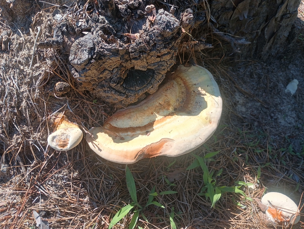 golden reishi · June 2026 · photo: Photo: (c) Raven Dandridge, some rights reserved (CC BY) · iNaturalist