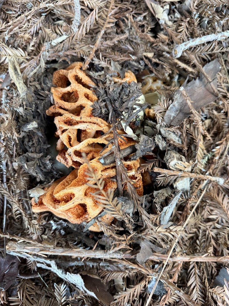 red-cage fungus · June 2026 · photo: Photo: (c) Irina Mitine, some rights reserved (CC BY) · iNaturalist