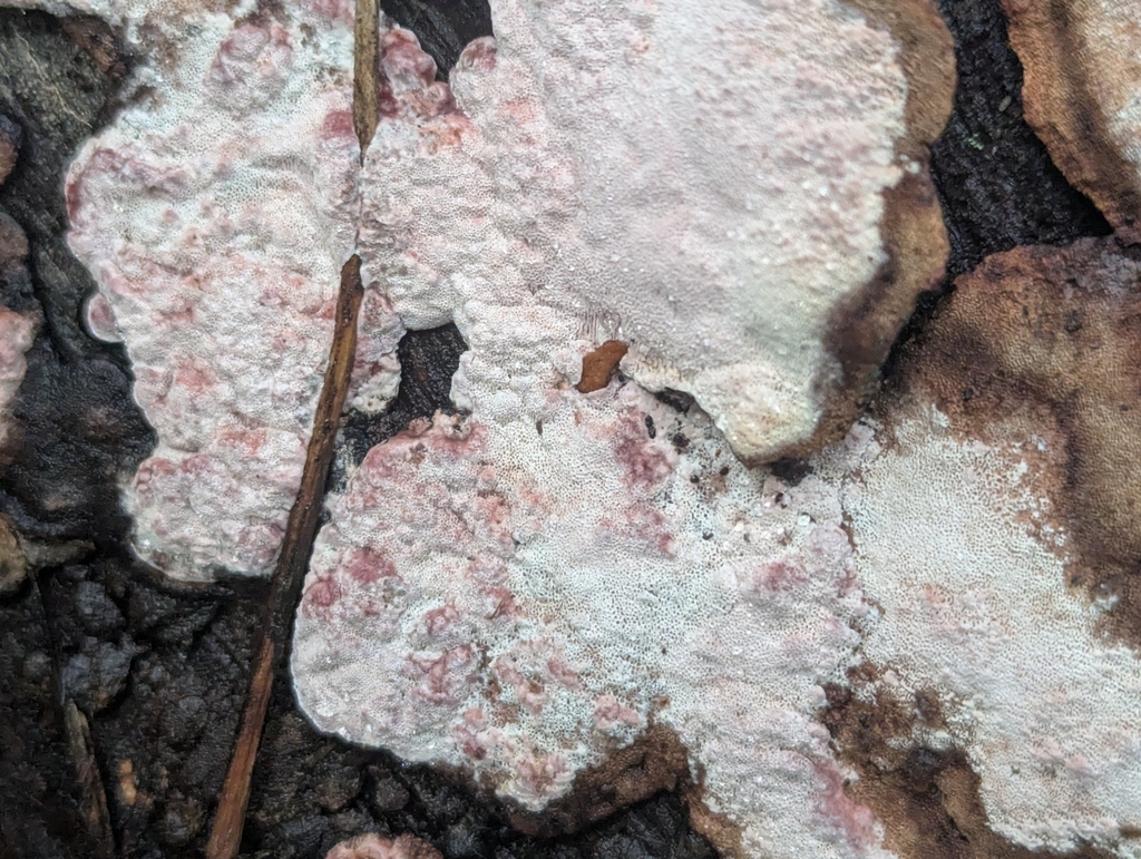 Rosy Conk · June 2026 · photo: Photo: (c) Alina Martin, some rights reserved (CC BY) · iNaturalist
