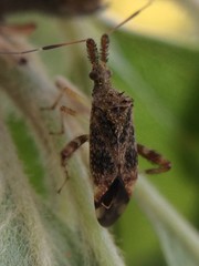 Neurocolpus mexicanus