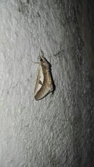 Euscirrhopterus poeyi