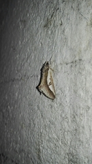 Euscirrhopterus poeyi