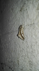 Euscirrhopterus poeyi