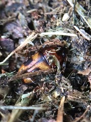 Poecilocrypticus formicophilus