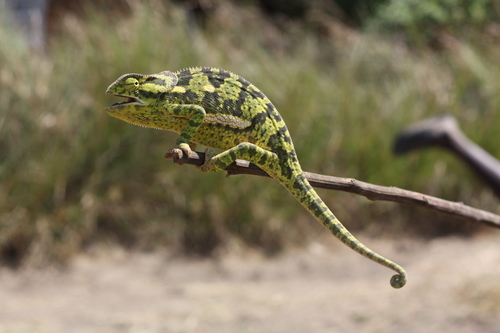 Flap-necked Chameleon