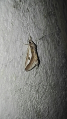 Euscirrhopterus poeyi