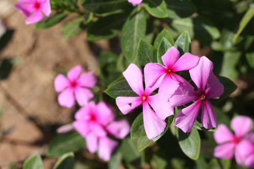 Madagascar Periwinkle