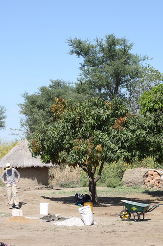 Indian mango
