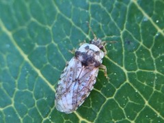 Parapiesma cinereum