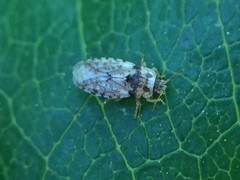 Parapiesma cinereum