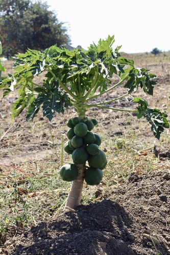 Papaya