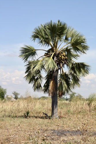 borassus palm