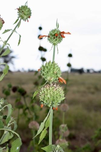 lion's ear