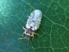 Parapiesma cinereum
