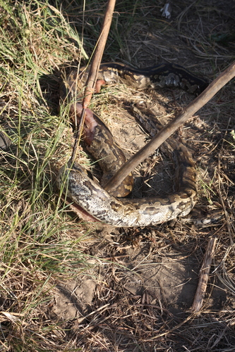 Southern African Python