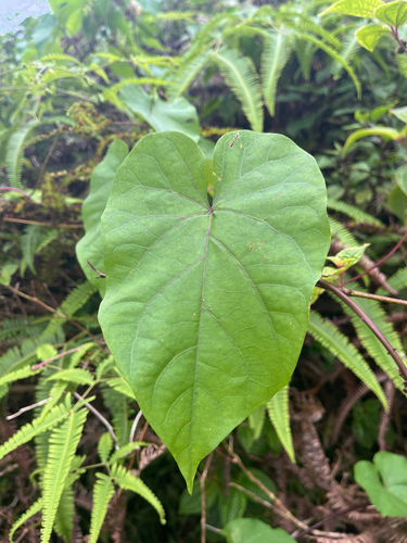 Ipomoea alba observed 2026-06-03