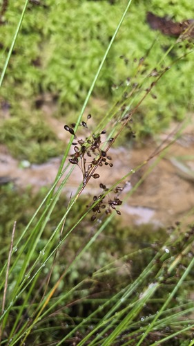 Juncus pauciflorus observed 2026-05-31