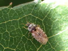 Parapiesma cinereum