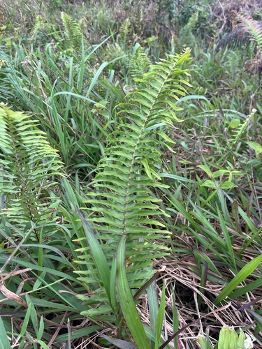 Nephrolepis brownii observed 2026-06-03