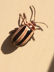 Kuschelina miniata