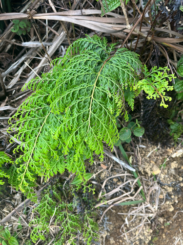 Adiantum observed 2026-06-03
