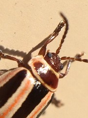 Kuschelina miniata
