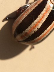 Kuschelina miniata