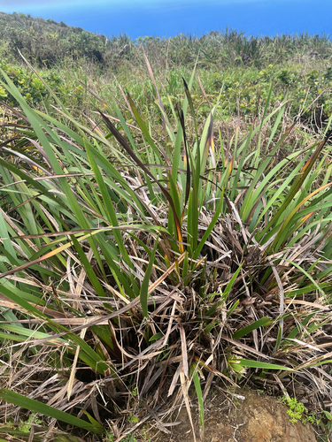 Machaerina angustifolia observed 2026-06-03
