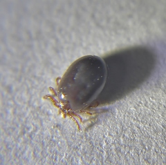 Ixodes cookei