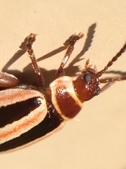 Kuschelina miniata