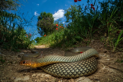 Caspian Whipsnake, photo 10 of 10