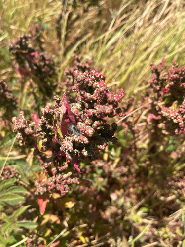 Atriplex, 2026-06-01