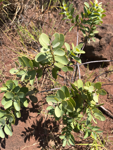 Santalum ellipticum observed 2026-06-01