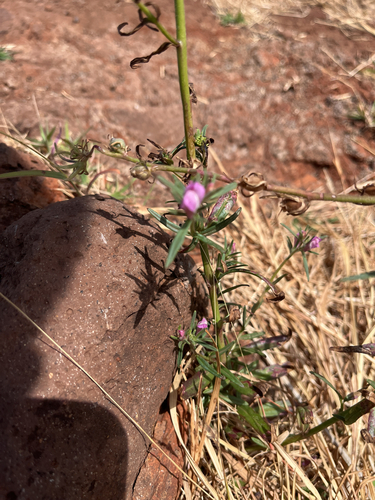 Misopates orontium observed 2026-06-01