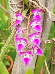 Aerides maculosa
