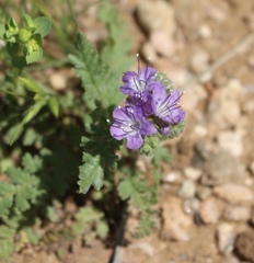 Phacelia popei