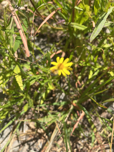 Senecio madagascariensis observed 2026-06-01