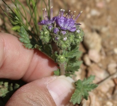 Phacelia popei