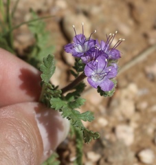 Phacelia popei