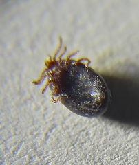 Ixodes cookei
