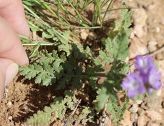 Phacelia popei