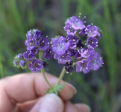 Phacelia popei