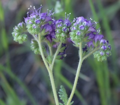 Phacelia popei