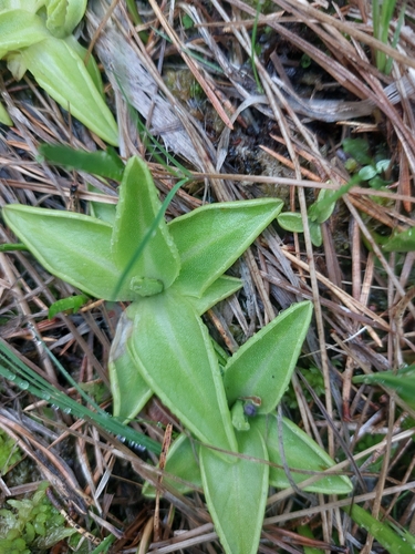 Common Butterwort