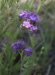 Phacelia popei