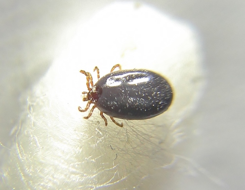 Groundhog Tick (Ixodes cookei)